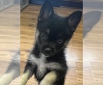 Puppy Tootsie Pomsky