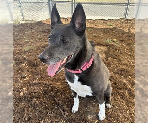 Medium Photo #1 Border Collie-Unknown Mix Puppy For Sale in Denver, CO, USA