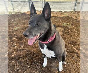 Border Collie-Unknown Mix Dogs for adoption in Denver, CO, USA