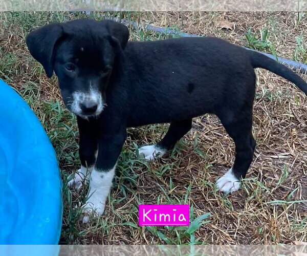 Medium Photo #2 Border Collie-Unknown Mix Puppy For Sale in Alexander, AR, USA