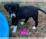 Small #1 Border Collie Mix