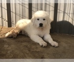 Small Photo #3 Great Pyrenees Puppy For Sale in CLEBURNE, TX, USA