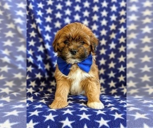 Lhasa Apso-Poodle (Toy) Mix Puppy for sale in LINCOLN UNIV, PA, USA