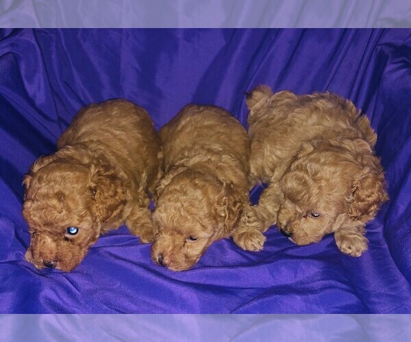 Medium Photo #22 Poodle (Toy) Puppy For Sale in CARTHAGE, MO, USA