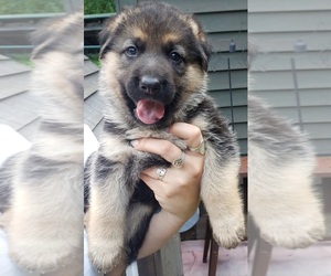 German Shepherd Dog Puppy for sale in ROYALSTON, MA, USA