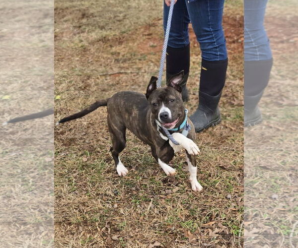 Medium Photo #15 Mutt Puppy For Sale in Rustburg, VA, USA