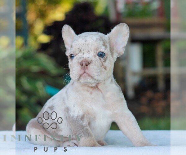 Medium Photo #3 French Bulldog Puppy For Sale in LITITZ, PA, USA