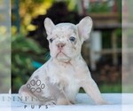 Small #2 French Bulldog