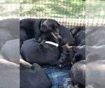 Small Photo #6 Labrador Retriever Puppy For Sale in SAINT CHARLES, MO, USA