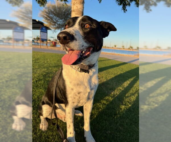 Medium Photo #3 Pointer-Unknown Mix Puppy For Sale in Chandler, AZ, USA