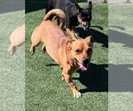 Small #6 Dachshund Mix