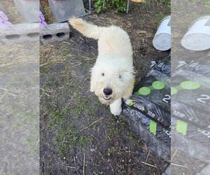 Labradoodle Puppy for sale in DARIEN, GA, USA