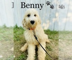 Small Photo #1 Miniature Bernedoodle Puppy For Sale in COOKEVILLE, TN, USA