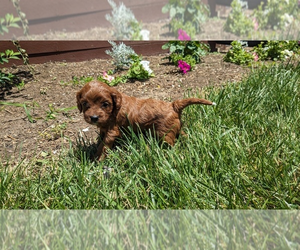 Medium Photo #4 Cavapoo Puppy For Sale in GOSHEN, IN, USA