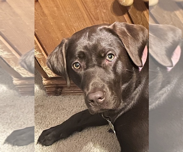 Medium Photo #1 Labrador Retriever Puppy For Sale in LAKEWOOD RANCH, FL, USA