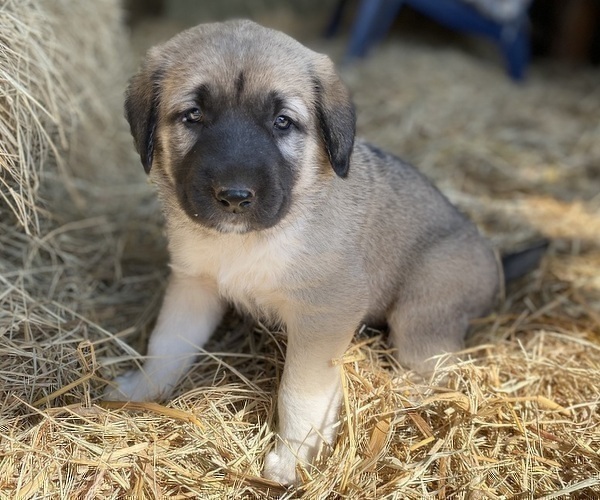 Medium Photo #7 Anatolian Shepherd Puppy For Sale in ROBSTOWN, TX, USA