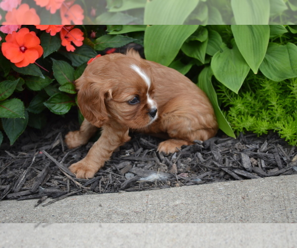 Medium Photo #3 Cavalier King Charles Spaniel Puppy For Sale in GREENWOOD, WI, USA