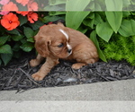 Small #2 Cavalier King Charles Spaniel