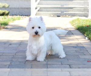 Father of the West Highland White Terrier puppies born on 07/23/2026