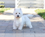Small Photo #1 West Highland White Terrier Puppy For Sale in SYRACUSE, IN, USA