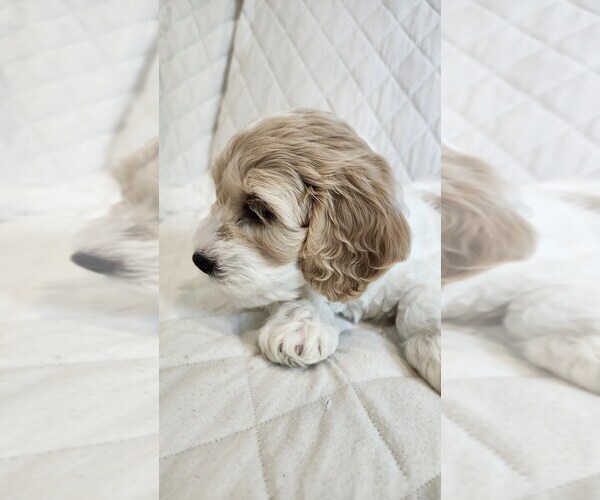 Medium Photo #12 Cockapoo-Poodle (Miniature) Mix Puppy For Sale in NEW PROVIDNCE, PA, USA
