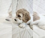 Small #1 Cockapoo-Poodle (Miniature) Mix