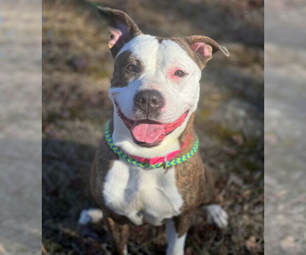 Medium Photo #3 American Pit Bull Terrier-Unknown Mix Puppy For Sale in Spring Lake, NJ, USA