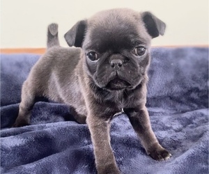 Pug Puppy for sale in EDWARDSBURG, MI, USA