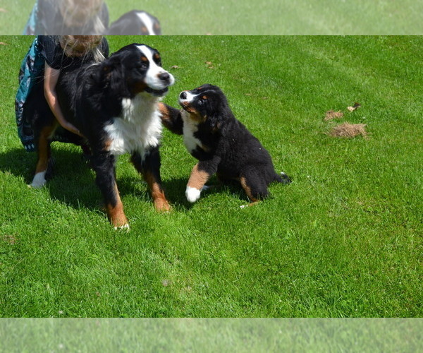 Medium Photo #1 Bernese Mountain Dog Puppy For Sale in GREENWOOD, WI, USA