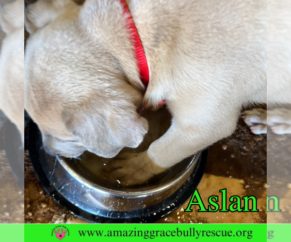 Medium Photo #14 Bulldog-Labrador Retriever Mix Puppy For Sale in Pensacola, FL, USA