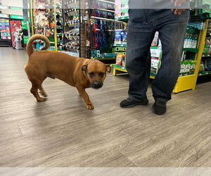 American Pit Bull Terrier-Unknown Mix Dogs for adoption in Woodbury, NY, USA