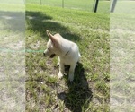 Small #5 German Shepherd Dog