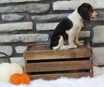 Small Photo #24 Beagle Puppy For Sale in SUGARCREEK, OH, USA
