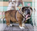 Small Photo #2 Bulldog Puppy For Sale in Pacific Grove, CA, USA