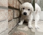 Small Photo #1 English Cream Golden Retriever Puppy For Sale in NORTH HIGHLANDS, CA, USA