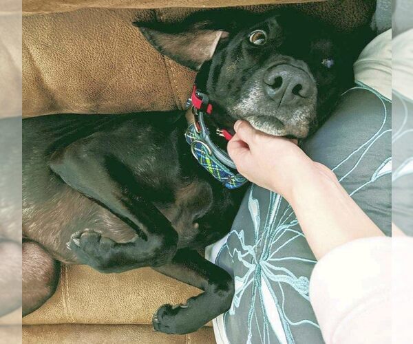 Medium Photo #28 Plott Hound-Weimaraner Mix Puppy For Sale in Rockaway, NJ, USA