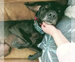 Small #27 Plott Hound-Weimaraner Mix