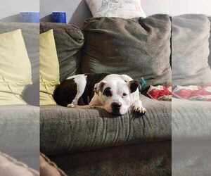 Harper - Female Mutt Dog for Adoption - Photo #2