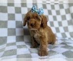Small #6 Cockapoo (Miniature)