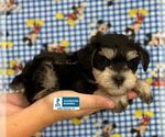 Small #1 Schnoodle (Miniature)