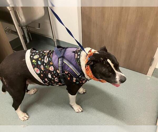 Medium Photo #1 Staffordshire Bull Terrier-Unknown Mix Puppy For Sale in Baytown, TX, USA