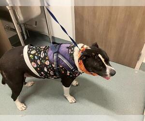 Staffordshire Bull Terrier-Unknown Mix Dogs for adoption in Baytown, TX, USA