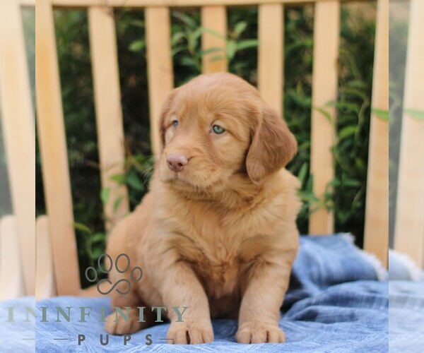 Medium Photo #3 Golden Irish Puppy For Sale in BLAIN, PA, USA
