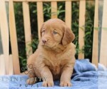 Small #2 Golden Irish