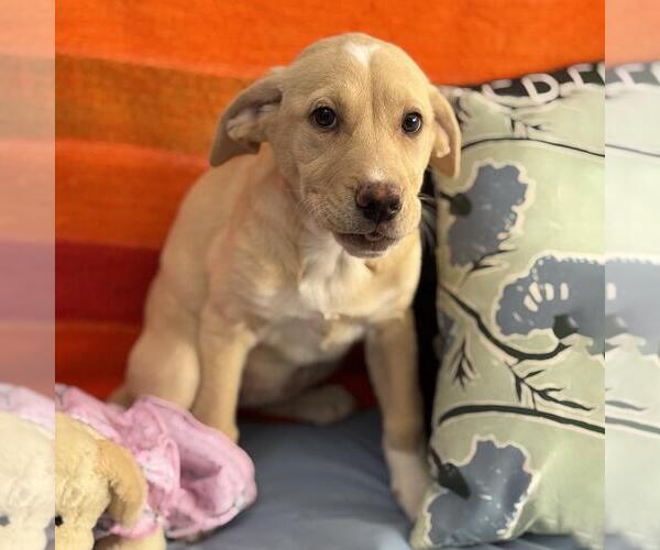 Medium Photo #4 Labrador Retriever-Unknown Mix Puppy For Sale in San Diego, CA, USA