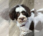 Small #1 Havanese