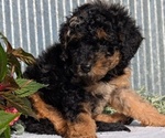 Small Photo #23 Poodle (Toy) Puppy For Sale in GOSHEN, IN, USA