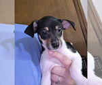 Small #2 Chihuahua Mix