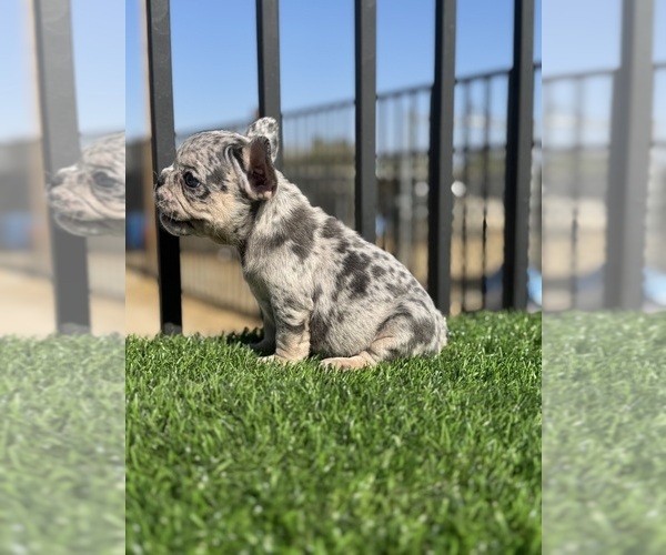 Medium Photo #10 French Bulldog Puppy For Sale in VIRGINIA BEACH, VA, USA