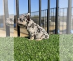 Small #9 French Bulldog